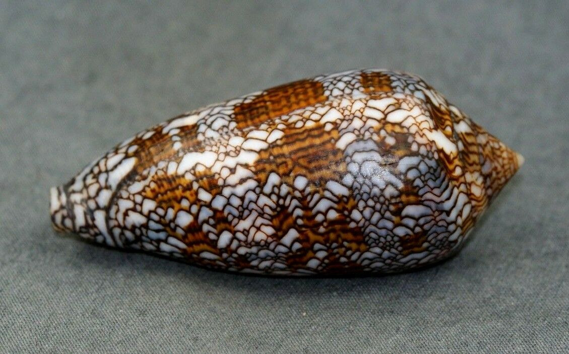 Ốc cối hoa lưới (Conus textile) dài 9-15 cm, phân bố ở Ấn Độ Dương - Thái Bình Dương. Loài này dùng lưỡi bào để đâm con mồi và tiêm nọc độc. Nọc của chúng có thể nguy hiểm với con người.