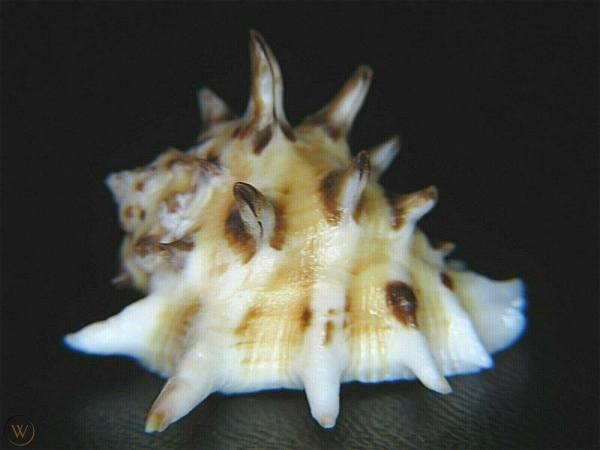 Ốc thanh long gai Thái Bình Dương (Drupa ricinus) dài 2-3 cm, sống trên các rạn san hô Ấn Độ Dương - Thái Bình Dương. Con mồi của chúng là giun nhiều tơ.