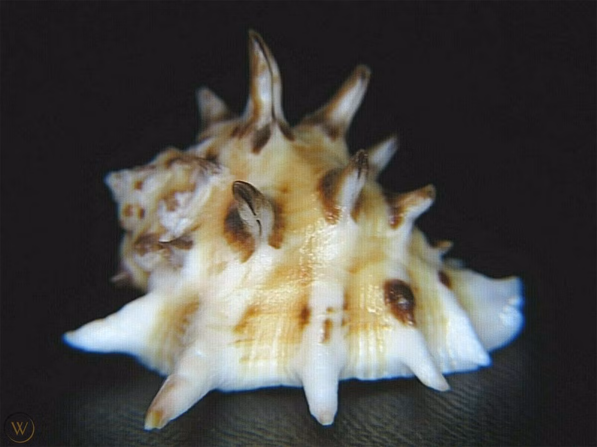 Ốc thanh long gai Thái Bình Dương (Drupa ricinus) dài 2-3 cm, sống trên các rạn san hô Ấn Độ Dương - Thái Bình Dương. Con mồi của chúng là giun nhiều tơ.