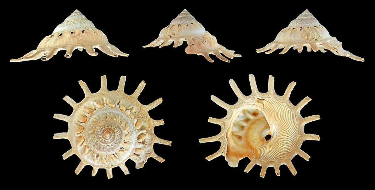 Ốc mặt trời gai (Stellaria solaris) dài 6-13 cm, cư trú ở các vùng biển Ấn Độ Dương - Thái Bình Dương. Chúng gắn các vật thể như đá cuội và vỏ của các loài thân mềm khác vào vỏ của chúng để ngụy trang.