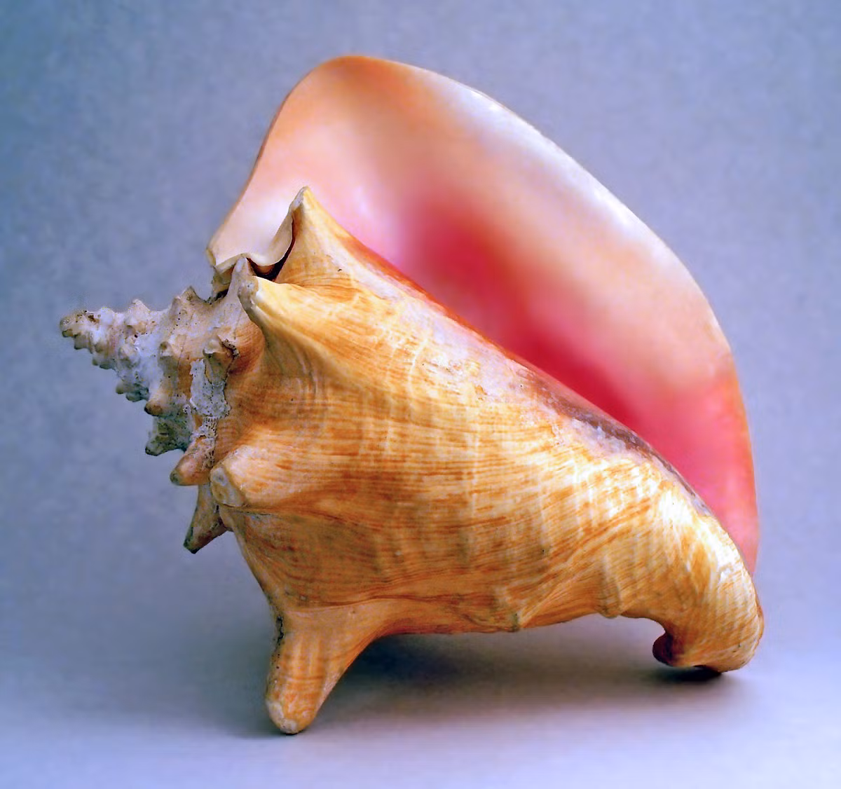 Ốc bẹ hồng (Strombus gigas) dài 15-31 cm, phân bố ở Tây Đại Tây Dương. Loài ốc biển nhiệt đới ăn thực vật này có phần môi loe ở vỏ, bên trong có màu hồng.