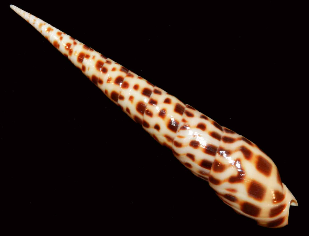 Ốc dùi (Terebra subulata) dài 7-20 cm, được tìm thấy ở Ấn Độ Dương - Thái Bình Dương. Tiêu biểu cho các loài ốc mũi khoan có vân trẻn vỏ, chúng đào khoan qua lớp cát bè mặt để bắt giun.