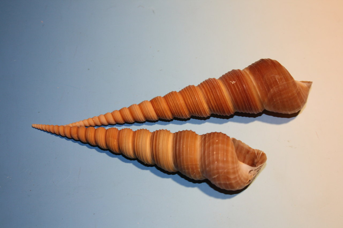 Ốc tháp lớn (Turritella terebra) dài 6-17 cm, sống trong trầm tích bùn ở Ấn Độ Dương - Thái Bình Dương. Loài này sống bằng cách lọc thức ăn trong nước. Chúng thuộc một nhóm ốc có nhiều tên gọi khác nhau như ốc xoắn hay ốc mũi khoan.