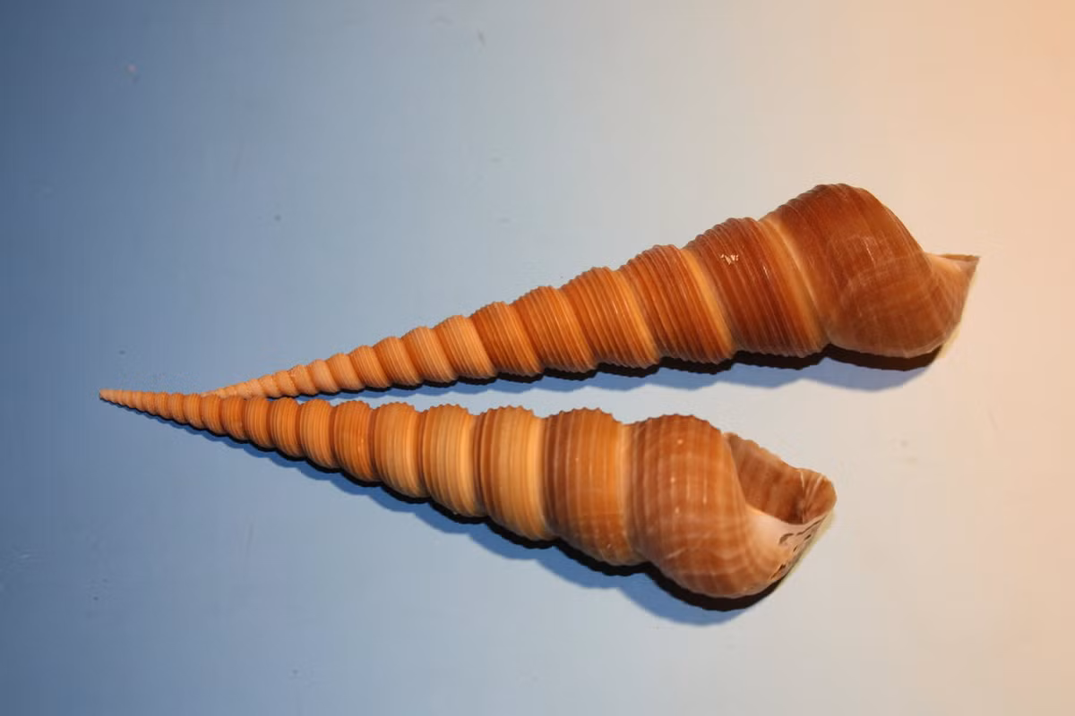 Ốc tháp lớn (Turritella terebra) dài 6-17 cm, sống trong trầm tích bùn ở Ấn Độ Dương - Thái Bình Dương. Loài này sống bằng cách lọc thức ăn trong nước. Chúng thuộc một nhóm ốc có nhiều tên gọi khác nhau như ốc xoắn hay ốc mũi khoan.