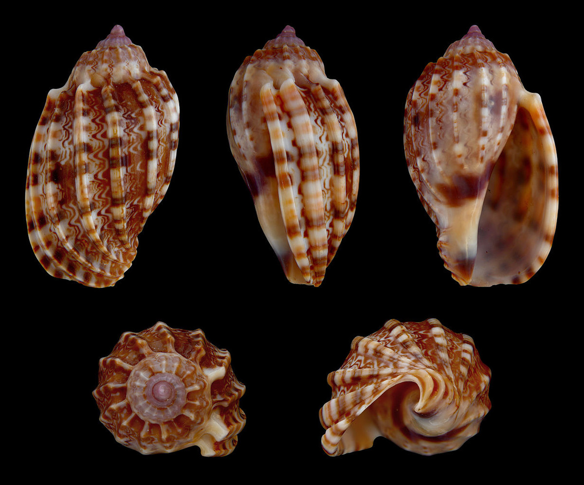 Ốc đàn hạc hoàng đế (Harpa costata) dài 6-11 cm, được ghi nhận ở Ấn Độ Dương. Sống trong cát, chúng bắt của bằng phần chân rộng và tiêu hóa loài giáp xác này bằng nước bọt.