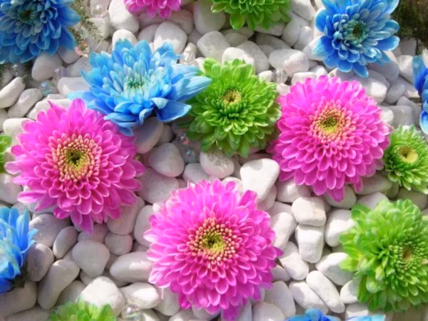 Tử vi học dự rằng, trước thềm năm mới Nhâm Dần, quý nhân và thần tài cùng lúc gõ cửa cuộc sống của những người này và mang đến cho họ một tương lai rực rỡ với nhiều thành công lớn.