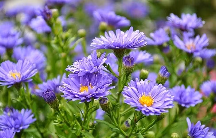 Người sinh vào thời điểm này là người hướng ngoại, vui vẻ nhưng cũng là người dịu dàng, ân cần. Họ đi đến đâu cũng được người khác yêu quý, tôn trọng. Đồng thời, những người này không chỉ giỏi việc nước mà còn đảm việc nhà, có thể xây dựng được một tổ ấm hạnh phúc, ấm no.