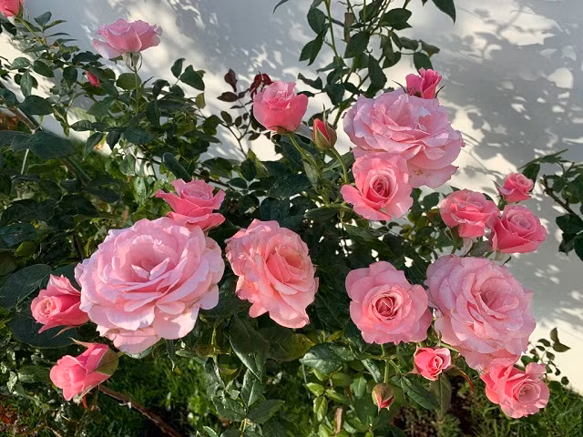 Ngoài con giáp và năm sinh thì tháng sinh âm lịch là một trong những yếu tố ảnh hưởng lớn đến vận mệnh và tương lai của một người. Với những người sinh vào tháng âm lịch sau, bất kể là sinh năm nào, tuổi nào, từ cuối năm Tân Sửu này bất ngờ gặp quý nhân giúp cho họ có thể làm nên chuyện lớn trong năm Nhâm Dần sắp tới. 