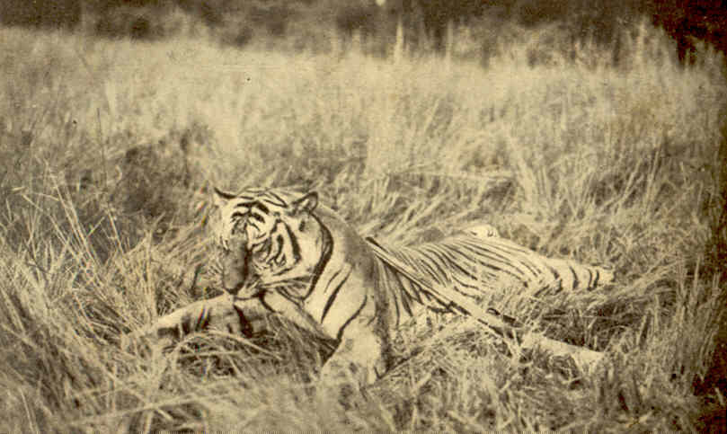 "Chúa tể rừng xanh" ở Việt Nam, ảnh của Fernand Millet.