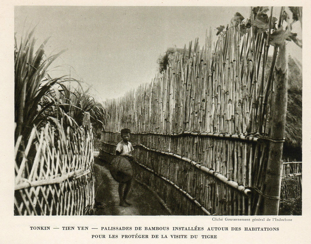 Hàng rào tre dựng xung quanh khu nhà ở để ngăn ngừa hổ xâm nhập ở Tiên Yên, Quảng Ninh năm 1939.