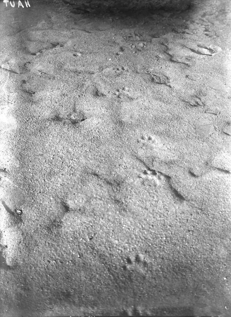 Dấu chân hổ trên đường Cái quan, khu vực Cam Ranh khoảng năm 1898.