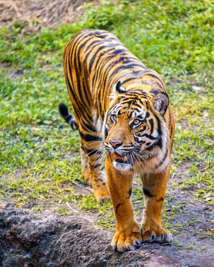 Theo quan niệm của người Tà Ôi, việc bắt được hổ là một điều tốt lành cho cộng đồng, vì những con hổ sống là món quà tặng quý giá nhất của thần rừng.