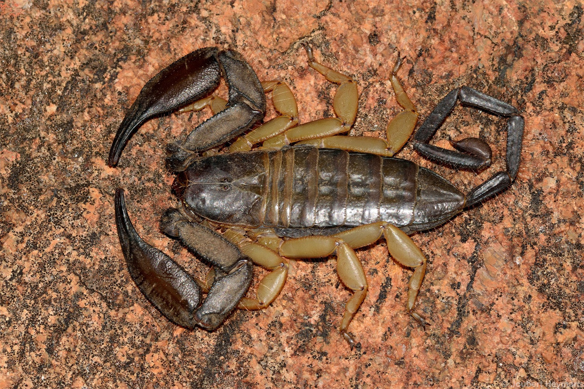 Bọ cạp đá châu Phi (Hadogenes phyllodes) dài 10-18 cm, phân bố ở phía Nam châu Phi. Là thành viên tiêu biểu của một họ bọ cạp đá, chúng có có thể dẹt để dễ dàng lách vào vết nứt giữa các tảng đá.