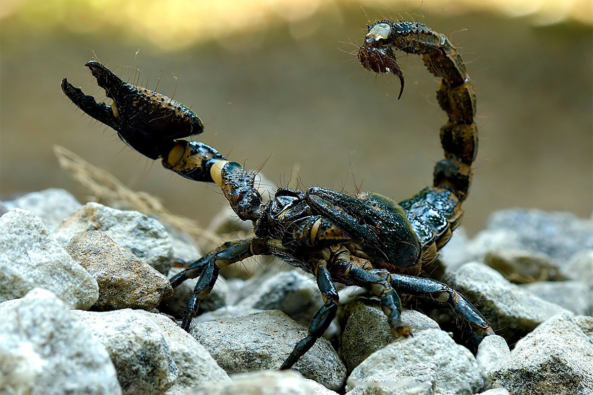 Bọ cạp rừng khổng lồ (Heterometrus swammerdami) dài 20-23 cm, là loài bọ cạp bản địa ở Ấn Độ và Sri Lanka. Có kích cỡ lớn nhất trong thế giới bọ cạp, chúng giết con mồi bằng cách dùng càng kẹp chứ không dùng ngòi chích. Nọc độc của loài này tương đối yếu.