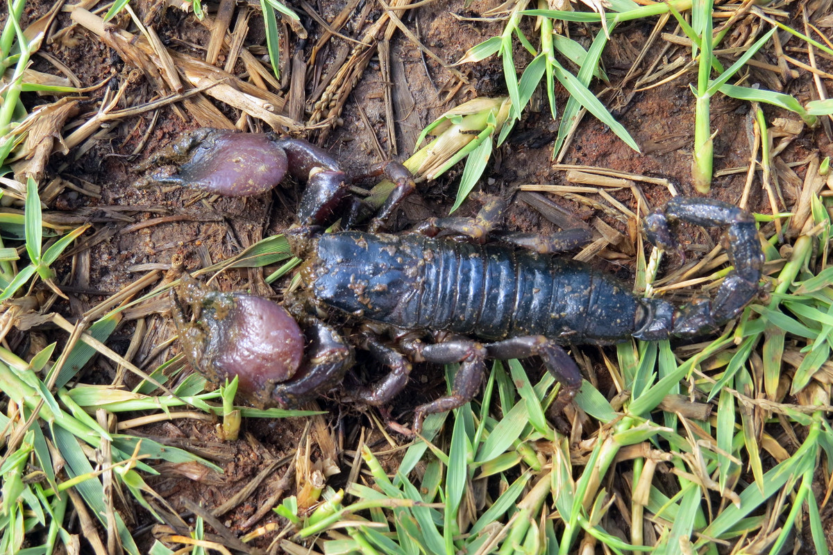 Bọ cạp càng đỏ Tanzania (Pandinus cavimanus) dài 9-13 cm, sống trong các khu rừng ẩm ướt ở Tanzania. Tính cách ôn hòa, hoạt động ban ngày và nọc độc nhẹ khiến chúng trở thành môt một loài vật nuôi làm cảnh phổ biến.