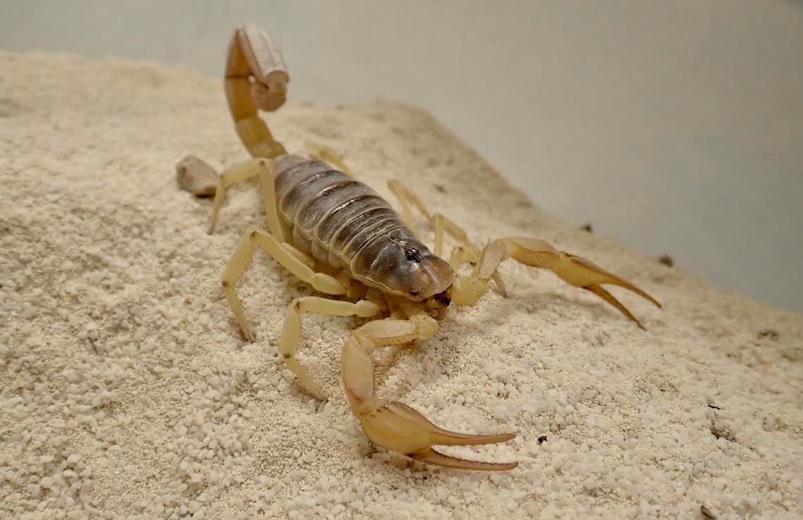 Bọ cạp lông sa mạc (Hadrurus arizonensis) dài 10-14 cm, được tìm thấy ở các vùng sa mạc phía Nam nước Mỹ và Bắc Mexico. Loài loài bọ cạp lớn nhất Bắc Mỹ, chúng có khả năng săn rắn, thằn lằn nhỏ và cả các loài bọ cạp khác.