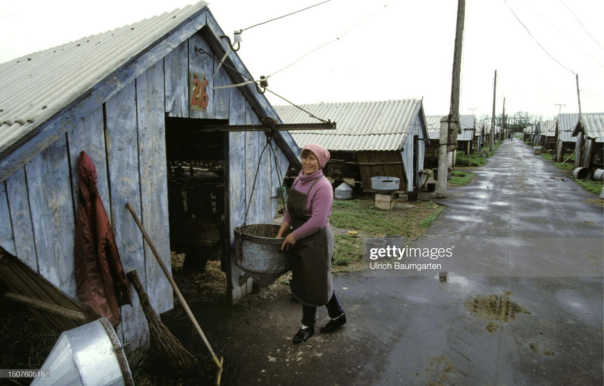 Trong một nông trại bò sữa ở Kazakhstan. 80% trại viên ở đây là hậu duệ của người Đức, có nguồn gốc từ cộng đồng người Đức ở khu vực Volga, được đưa đến Kazakhstan khi Đức xâm lược Liên Xô năm 1941.