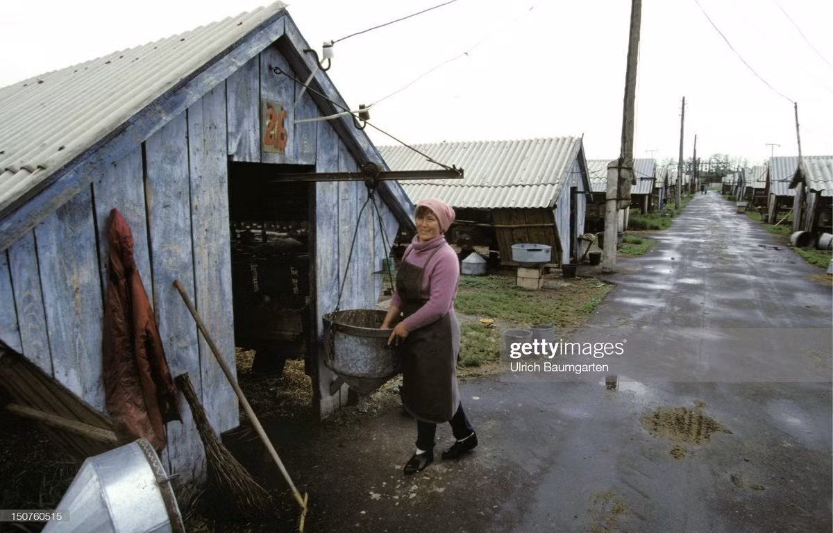 Trong một nông trại bò sữa ở Kazakhstan. 80% trại viên ở đây là hậu duệ của người Đức, có nguồn gốc từ cộng đồng người Đức ở khu vực Volga, được đưa đến Kazakhstan khi Đức xâm lược Liên Xô năm 1941.