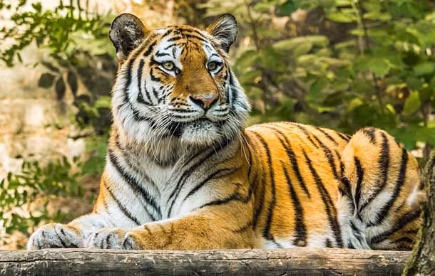 Một vài dân tộc thiểu số ở Việt Nam hiện nay như họ Hoàng, Lường, Lộc của người Thái coi hổ là vật tổ. Bên cạnh đó, hổ cũng là vật tổ của một số dân tộc như người Khơmú, người Tà Ôi.