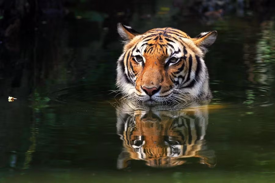 Ở Mã Lai, có tồn tại phân loài hổ Mã Lai, ở đây hổ cũng được người Mã Lai gọi là Pak Belang có nghĩa là “Chú có sọc” hay “Bác có sọc” ngụ ý có quan hệ họ hàng với con người.