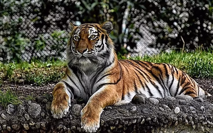 Người Campuchia coi hổ là kết hợp đầu vua thân hoàng hậu và bốn chân là các quan tứ trụ trong triều đình, như vậy hổ chính là thú trong lốt người.