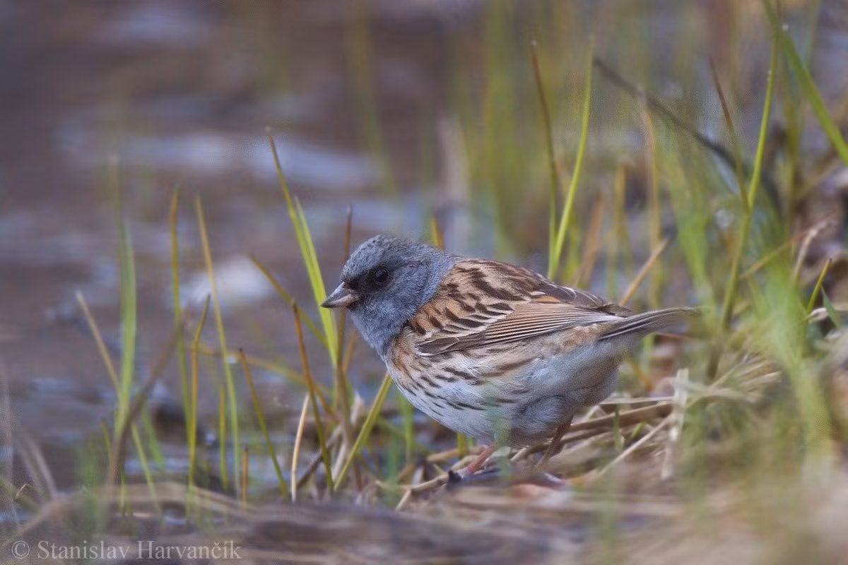 Sẻ đồng mặt đen (Emberiza spodocephala) dài 14-15 cm, là loài trú đông hiếm đến không phổ biến tại Tây Bắc, Đông Bắc và Bắc Trung Bộ. Chúng sống ở đồng cỏ, cây bụi, khu canh tác, thường xuyên gần nước, chủ yếu ở vùng đất thấp.