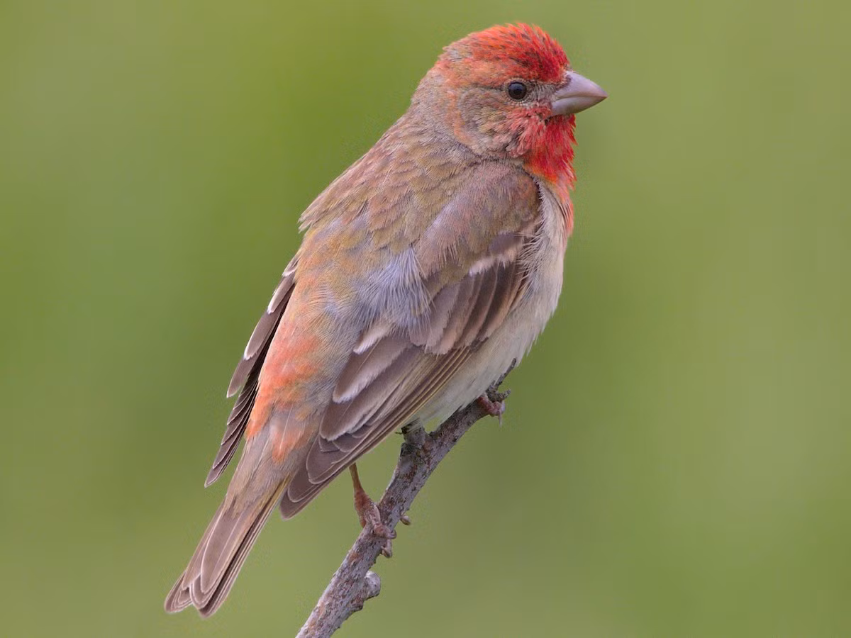 Sẻ hồng Mura (Carpodacus erythrinus) là loài di cư, trú đông không phổ biến tại Tây Bắc và Đông Bắc, đễ bắt gặp tại khu vực Sa Pa mùa di cư. Sinh cảnh của chúng là bìa rừng, rừng thứ sinh, cây bụi, đất canh tác.