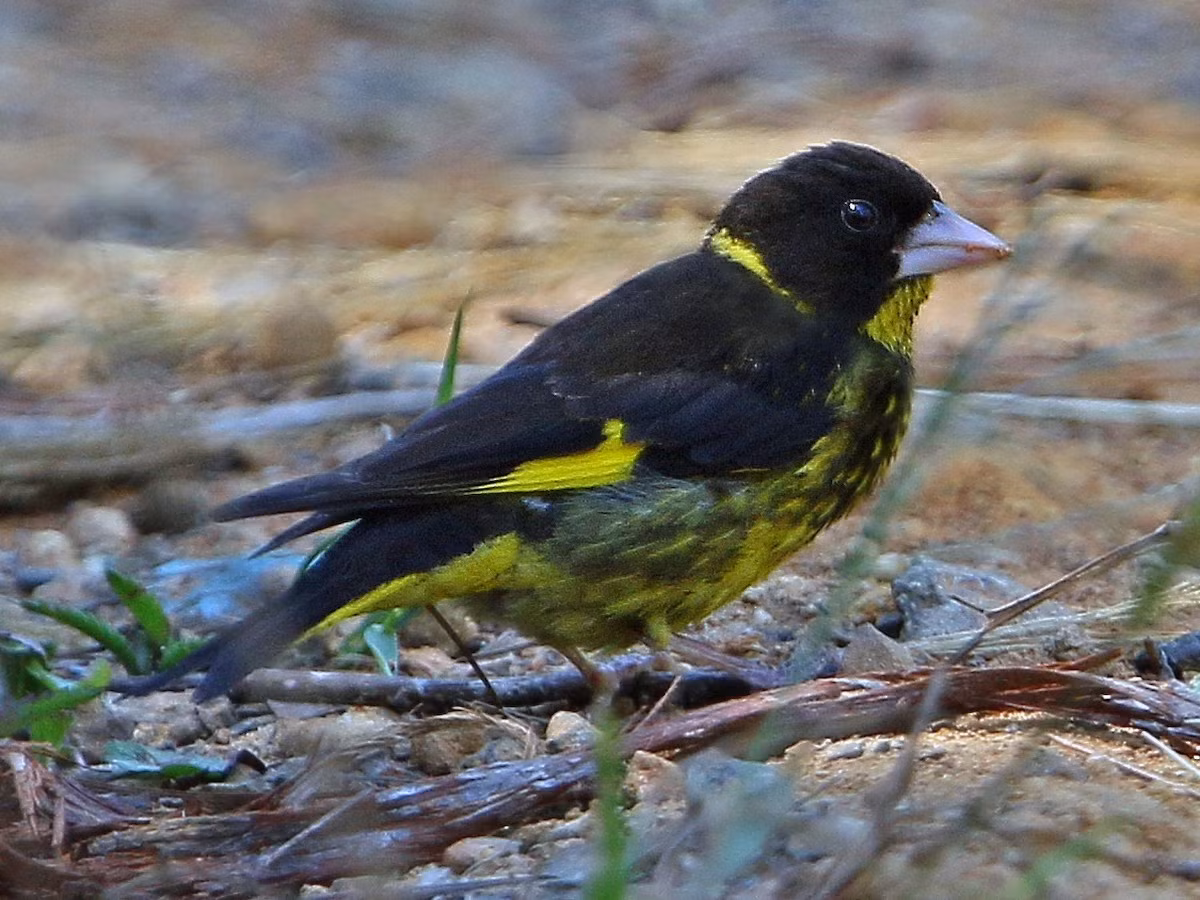 Sẻ thông họng vàng (Chloris monguilloti) dài 13-14 cm, là loài định cư tương đối phổ biến tại Nam Trung Bộ (dễ gặp tại VQG Bidoup Núi Bà, khu vực Đà Lạt. Loài này sống ở rừng thông trống trải, rừng thứ sinh, trảng cỏ bìa rừng thông, độ cao 1.000-1.900 mét.