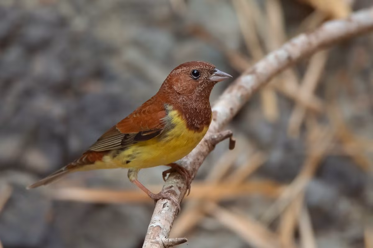 Sẻ đồng hung (Emberiza rutila) dài 14-15 cm, là loài di cư trú đông trong cả nước. Chúng sống ở các bụi rậm trong rừng trồng, bìa rừng, cây bụi, trang cỏ, tre nứa, nơi canh tác.