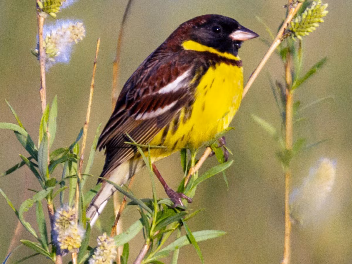 Sẻ đồng ngực vàng (Emberiza aureola) dài 15 cm, là loài trú đông hiếm tại Tây Bắc, ĐÔng Bắc, Trung Trung Bộ và Nam Bộ, di cư qua Đông Bắc. Sinh cảnh của loài chim sẻ này là trảng cỏ, cây bụi khu vực trống trải, nơi canh tác, rừng ngập mặn trong mùa di cư, thường ở gần nước. Ảnh: eBird.