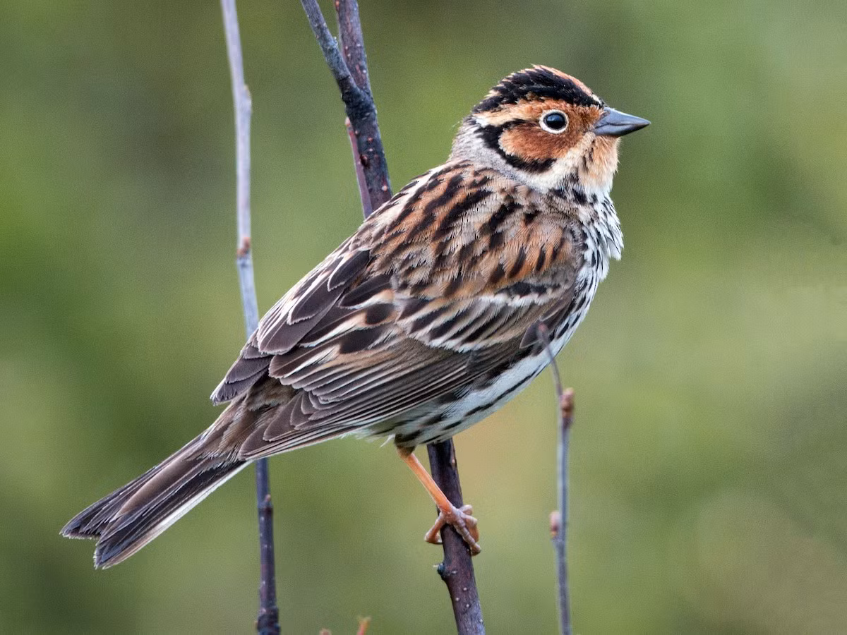 Sẻ đồng lùn (Emberiza pusilla) dài 12-14 cm, là loài trú đông tương đối phổ biến tại Tây Bắc, Đông Bắc, dư cư qua Đông Bắc. Chúng sống ở rừng thứ sinh, đồng cỏ, cây bụi, khu canh tác.