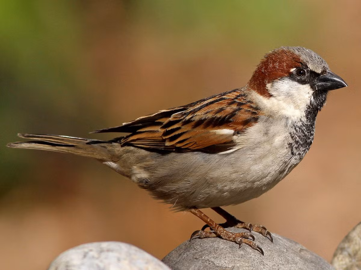 Sẻ nhà (Passer domesticus) dài 14-15 cm, là loài định cư tương đối phổ biến tại Trung, Nam Trung Bộ và Nam Bộ. Loài chim sẻ này sống ở các đô thị, làng mạc, các khu vực cây bụi khô ráo.