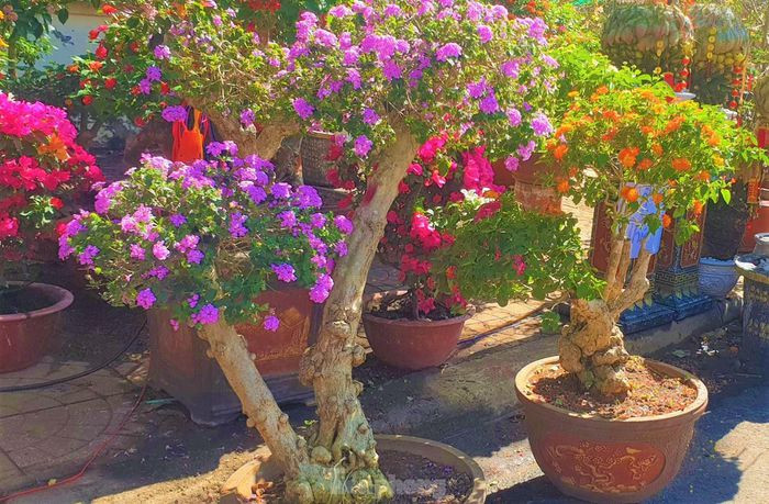 Tuy vậy, để có những gốc cây to xù xì tạo dáng đẹp, ông Đức đặt mua ở các tỉnh phía Bắc, sau đó ghép với các bụi cây dại tìm trong nội tỉnh. Cây ngũ sắc rất dễ chăm sóc, nở hoa quanh năm. Tuy nhiên, cây tự nhiên thưa hoa và ít màu sắc hơn nên ông Đức ghép thêm các màu hoa nhập từ Thái Lan cho đa dạng.