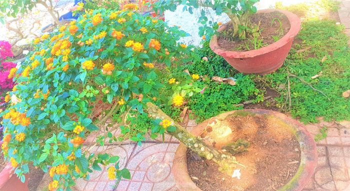 Hoa ngũ sắc có nhiều màu, bung nở quanh năm bất chấp mọi thời tiết, tượng trưng cho sự hài hòa, cân bằng cùng sức sống mãnh liệt, thể hiện sự kiên trì, vượt lên mọi hoàn cảnh.