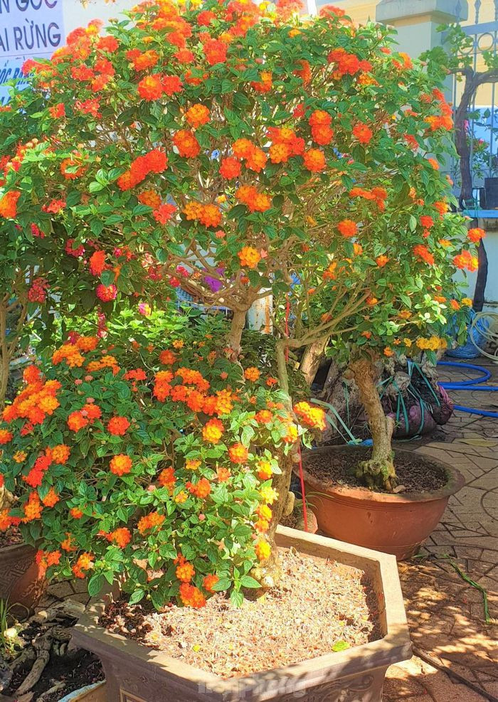 Ông Nguyễn Văn Thêm (phường Tân Lợi, TP. Buôn Ma Thuột)- khách hàng xem hoa cho biết: “Mua hoa không chỉ chọn cây có bông nở đẹp mà chọn để ý cả kiểu dáng được tạo hình sao phù hợp với không gian của gia đình. Những năm trước, nhà ông hay chơi hoa cúc, nay thấy ngũ sắc lạ lẫm nên cũng muốn đổi món cho khác lạ”.