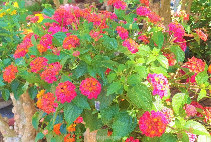 Hiểu được khó khăn chung của thị trường hoa Tết trong mùa dịch nên ông Đức chỉ bán giá ở mức lấy công làm lời. Những gốc cây to có giá từ 2-2,5 triệu đồng, cây nhỏ hơn dao động từ 900 nghìn đồng đến 1,5 triệu đồng.