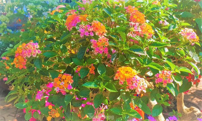 “Hoa ngũ sắc thường có các màu như cam, đỏ, trắng, tím, hồng… tạo thành từng chùm. Cây được tỉa thành từng tán. Mỗi cây thường để 3 đến 4 tán thể hiện sự cân bằng, hài hòa. Năm trước hết hàng nhanh lắm, năm nay do dịch bệnh nên vắng khách mua, chủ yếu là khách đi tham quan và chụp hình” ông Đoàn Văn Đức chia sẻ.