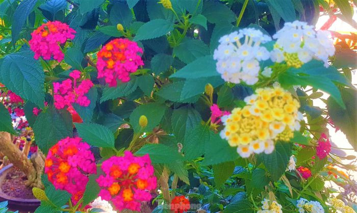 Ngũ sắc thuộc cây thân gỗ, dạng bụi nhỏ. Lá cây hình trái xoan, trên mặt lá có lông. Sở dĩ gọi là hoa ngũ sắc bởi bông hoa của cây có nhiều màu sắc rực rỡ, mọc thành từng chùm.