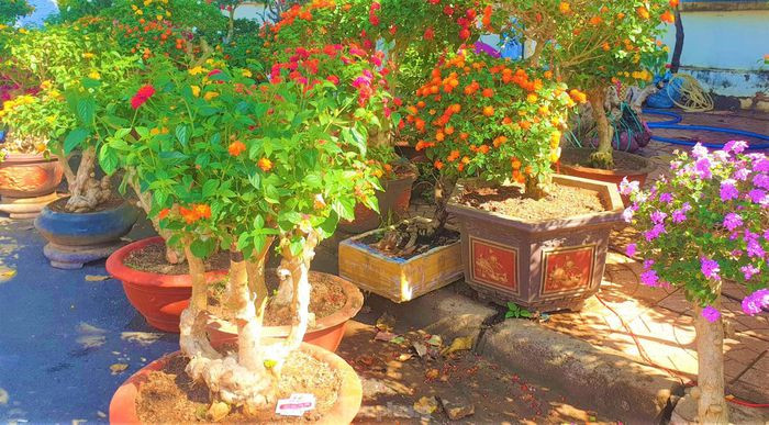 Giữa muôn loài hoa cây cảnh tại Chợ hoa Xuân TP. Buôn Ma Thuột (Đắk Lắk), có hàng trăm gốc bonsai ngũ sắc lung linh ngay ngã tư đường Nguyễn Đình Chiểu-Trường Chinh. Mỗi chậu hoa có hình dáng (nghiêng, trực, huyền…) và màu sắc tím, hồng, cam, đỏ… khác nhau. Đặc biệt, mỗi gốc bonsai có thân hình xù xì, có tuổi đời từ 7-10 năm tuổi.