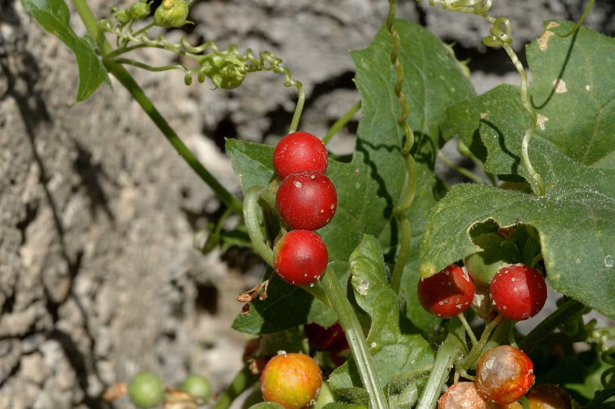 Nhăng (Bryonia dioica) phổ biến ở Trung và Nam Âu. Loài cây leo sinh trưởng nhanh có rễ củ lớn này thường mọc ở bờ dậu, ưa đất đá vôi. Dù nhiều thành phần có độc, hạt của chúng ăn được, trong khi rễ được dùng làm dược liệu.