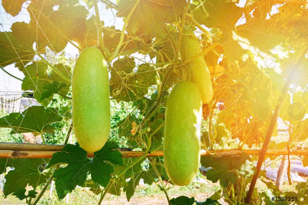 Bầu (Lagenaria siceraria) là loài cây đã được trồng ở châu Á và châu Phi từ hàng nghìn năm trước. Chúng có hoa nhăn nheo màu trắng ngà, quả ăn được, hình thù đa dạng tùy theo giống. Quả bầu già cỏ vỏ cứng, có thể trôi nổi trên biển nhiều tháng trời, thường được phơi khô để làm bình chứa.