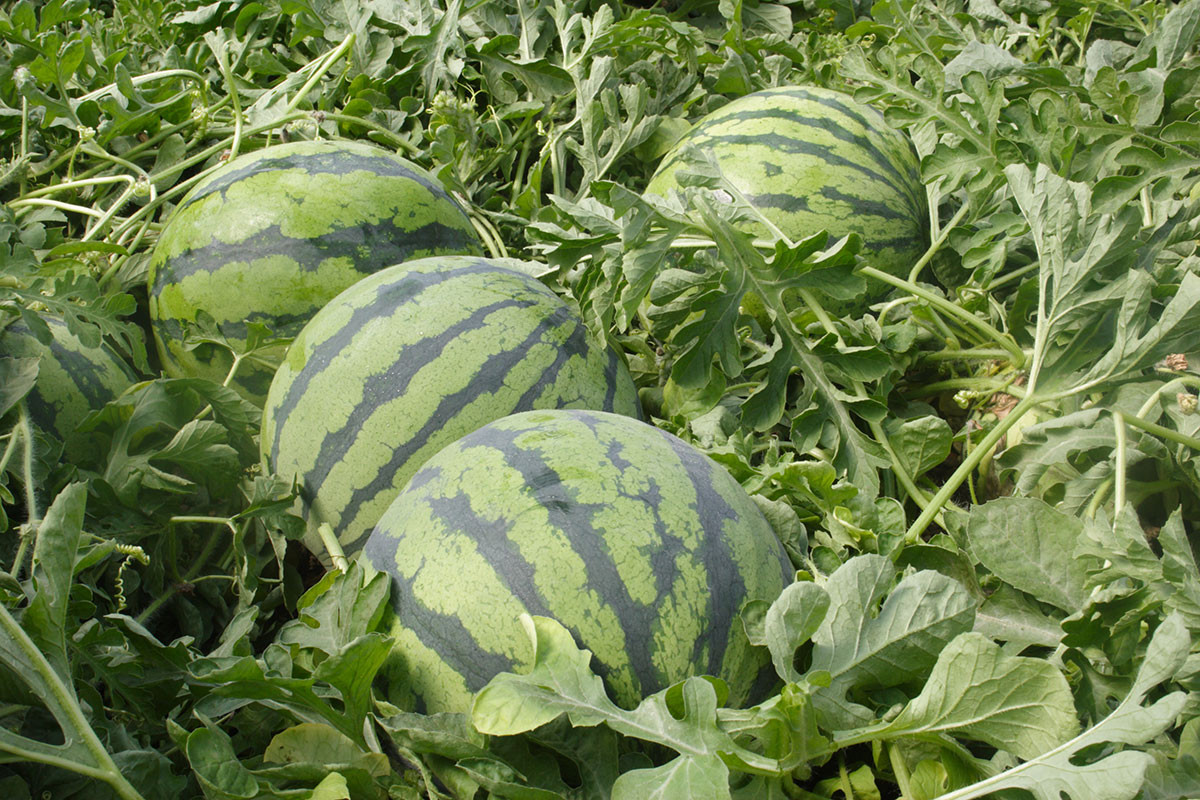 Dưa hấu (Citrullus lanatus) là loài cây thường niên có nguồn gốc từ Nam Phi. Chúng được trồng ở những vùng khí hậu ấm để lấy quả mọng nước, hương vị ngọt ngào.