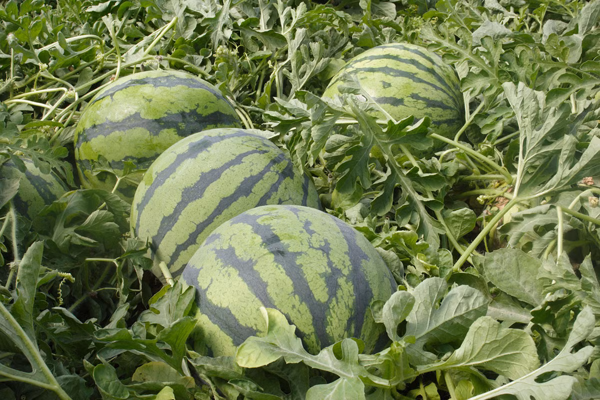 Dưa hấu (Citrullus lanatus) là loài cây thường niên có nguồn gốc từ Nam Phi. Chúng được trồng ở những vùng khí hậu ấm để lấy quả mọng nước, hương vị ngọt ngào.