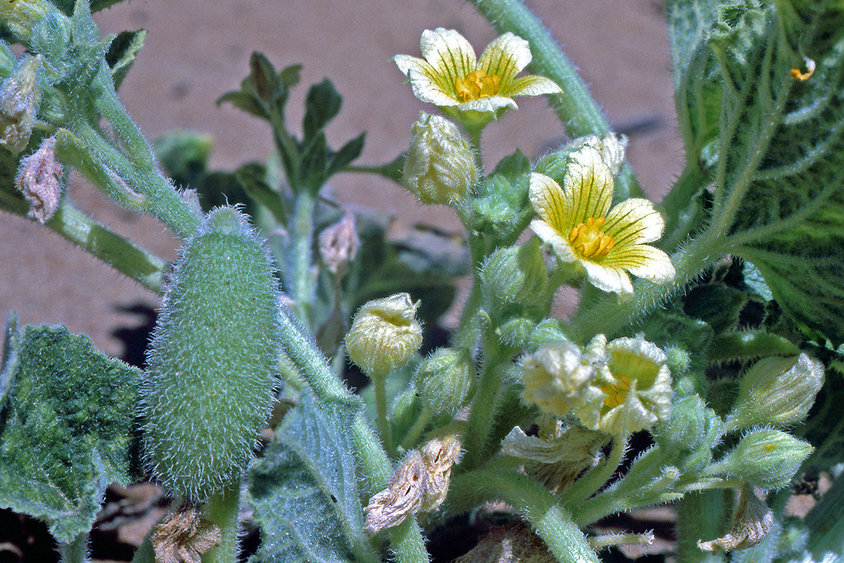 Dưa nổ (Ecballium elaterium) la thực vật bản địa khu vực Địa Trung Hải. Quả của chúng chứa đầy chất lỏng đặc và dính, khi chín sẽ nổ làm hạt văng xa đến 6 mét.