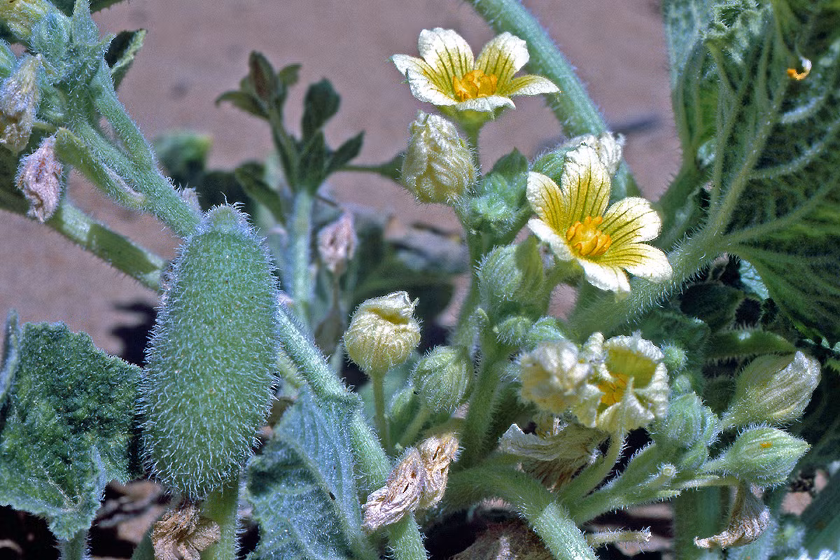 Dưa nổ (Ecballium elaterium) la thực vật bản địa khu vực Địa Trung Hải. Quả của chúng chứa đầy chất lỏng đặc và dính, khi chín sẽ nổ làm hạt văng xa đến 6 mét.