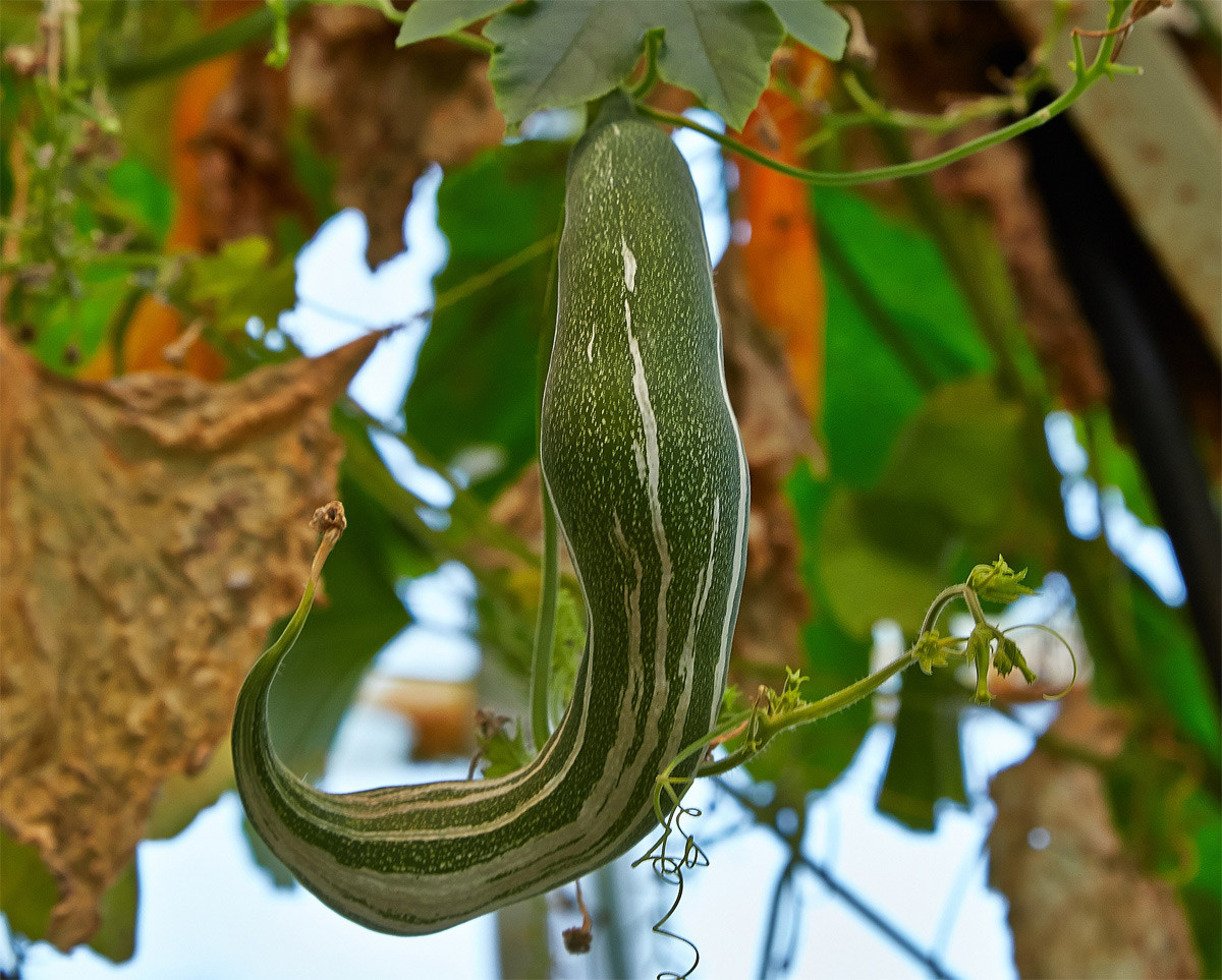 Dưa núi hay lặc lày (Trichosanthes cucumerina) là cây bản địa khu vực Nam và Đông Nam Á, Bắc Australia. Chúng được trồng rộng rãi để thu hoạch quả có hình con rắn, đôi khi dài tới 1,5 mét.