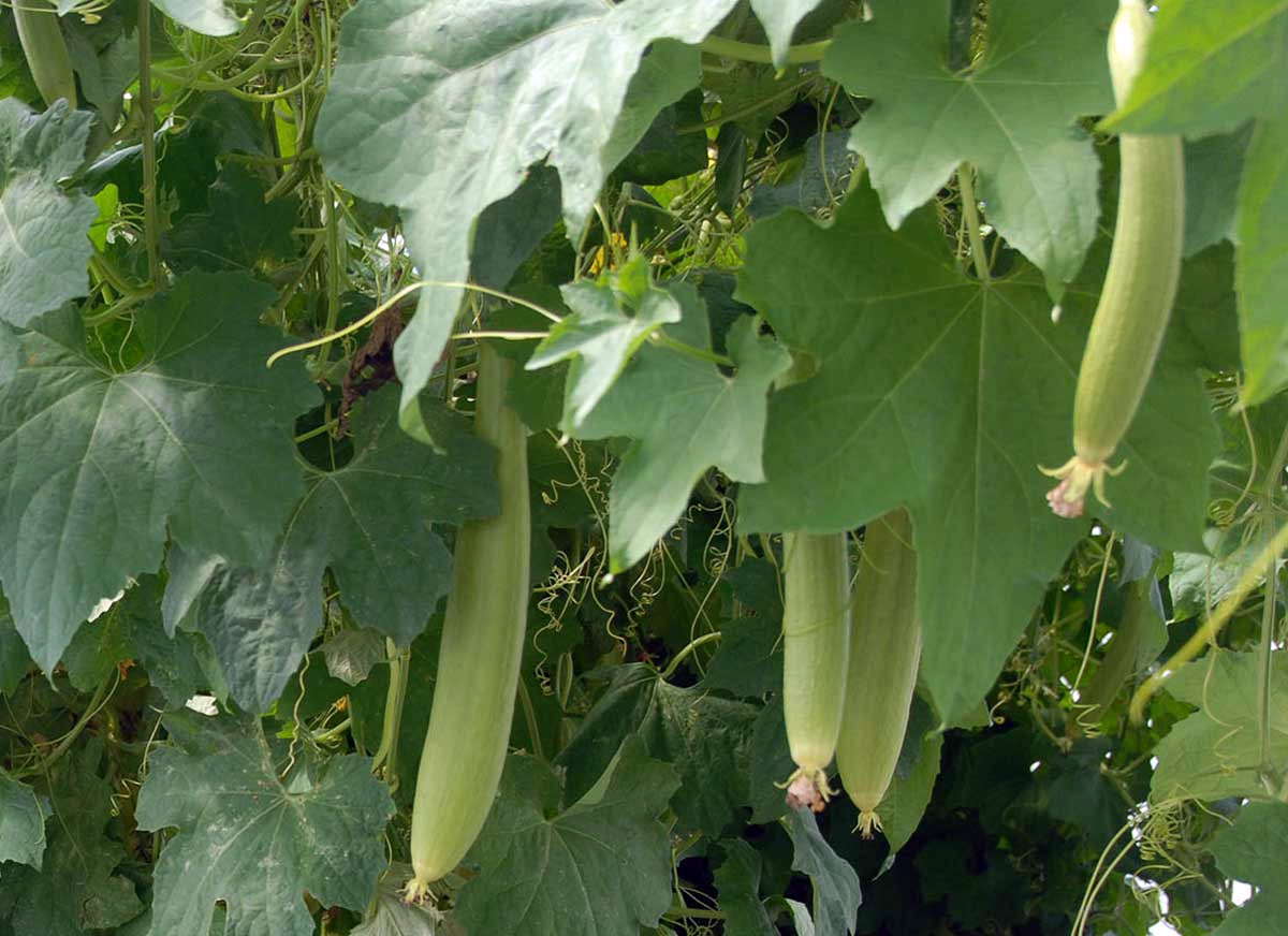 Mướp hương (Luffa cylindrica) là loài cây leo thưởng niên bản địa Nam Mỹ. Quả của chúng có thể dài đến 60 mét, có thịt trắng, ăn được. Quả mướp già phân hủy để lại cấu trúc sơ bền vững và có tính đàn hồi, được sử dụng như bọt biển.