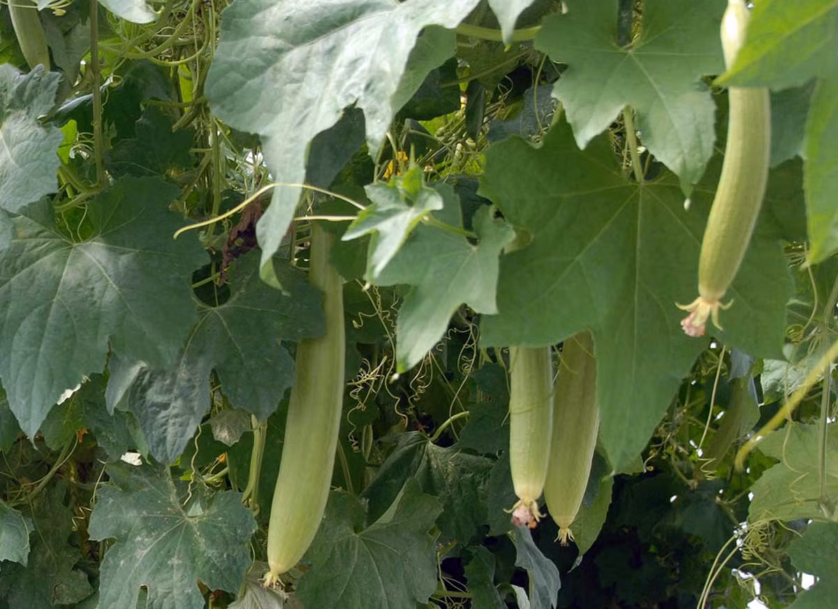 Mướp hương (Luffa cylindrica) là loài cây leo thưởng niên bản địa Nam Mỹ. Quả của chúng có thể dài đến 60 mét, có thịt trắng, ăn được. Quả mướp già phân hủy để lại cấu trúc sơ bền vững và có tính đàn hồi, được sử dụng như bọt biển.