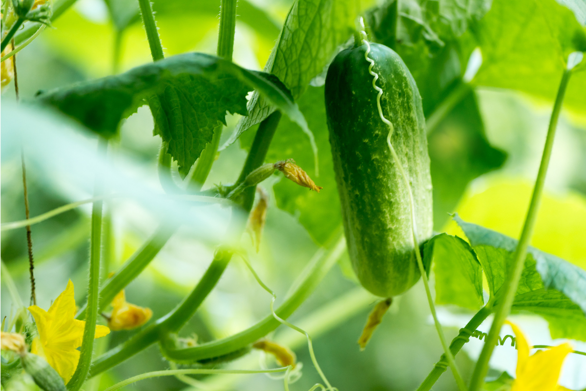 Dưa chuột (Cucumis sativus) có nguồn gốc từ vùng nhiệt đới châu Á. Loài cây họ Bầu bí được con người trồng từ cách đây 3.000 năm, ngày nay có nhiều giống khác nhau, từ dưa chuột bao tử nhỏ bằng ngón tay đến dưa gang "khổng lồ".