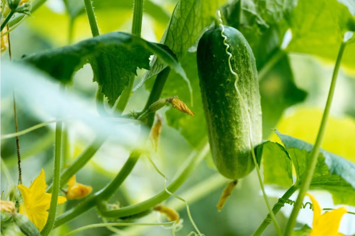 Dưa chuột (Cucumis sativus) có nguồn gốc từ vùng nhiệt đới châu Á. Loài cây họ Bầu bí được con người trồng từ cách đây 3.000 năm, ngày nay có nhiều giống khác nhau, từ dưa chuột bao tử nhỏ bằng ngón tay đến dưa gang "khổng lồ".